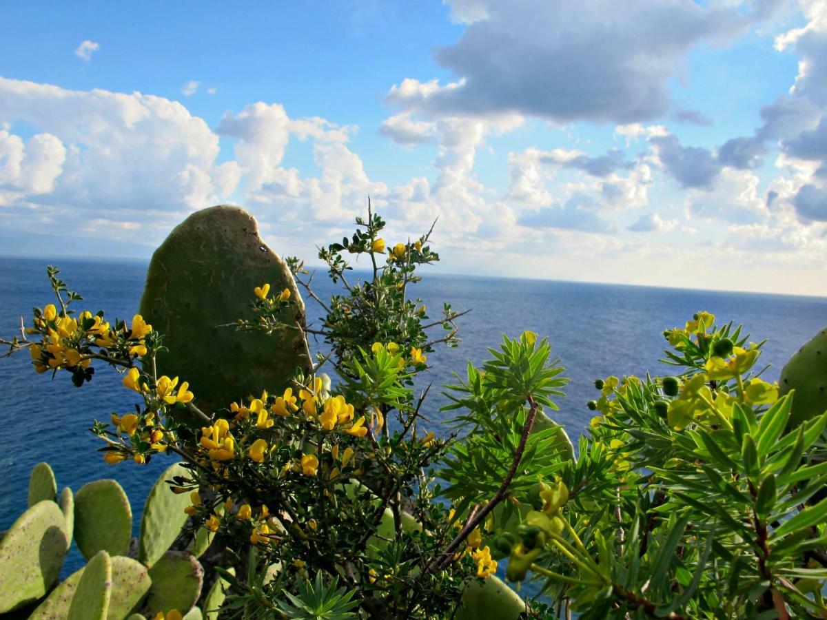Casa Vacanze Miceli Tropea Eksteriør billede